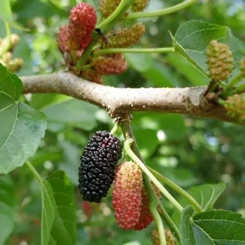 thumbnail for publication: Edible Ornamental Landscaping Guide for North-Central Florida